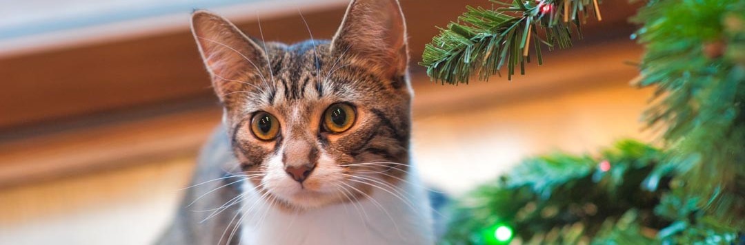 Image of adult cat by the window