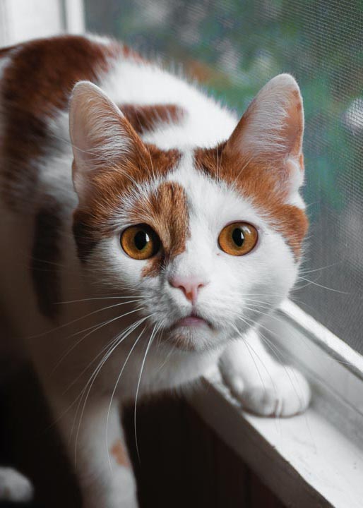 Image of a rescued cat named Marbles