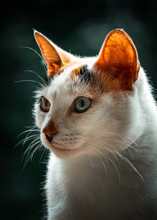 Headshot of cat named Mia