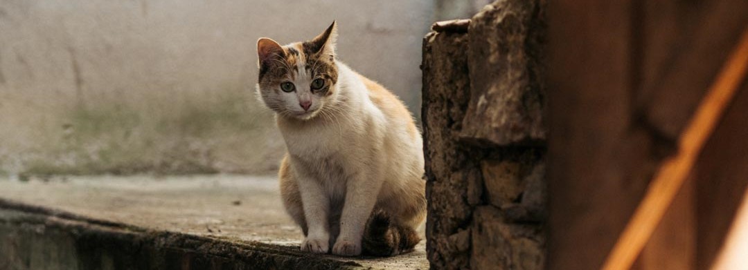 Image of cat on the stairs